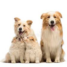 Программа для заводчиков